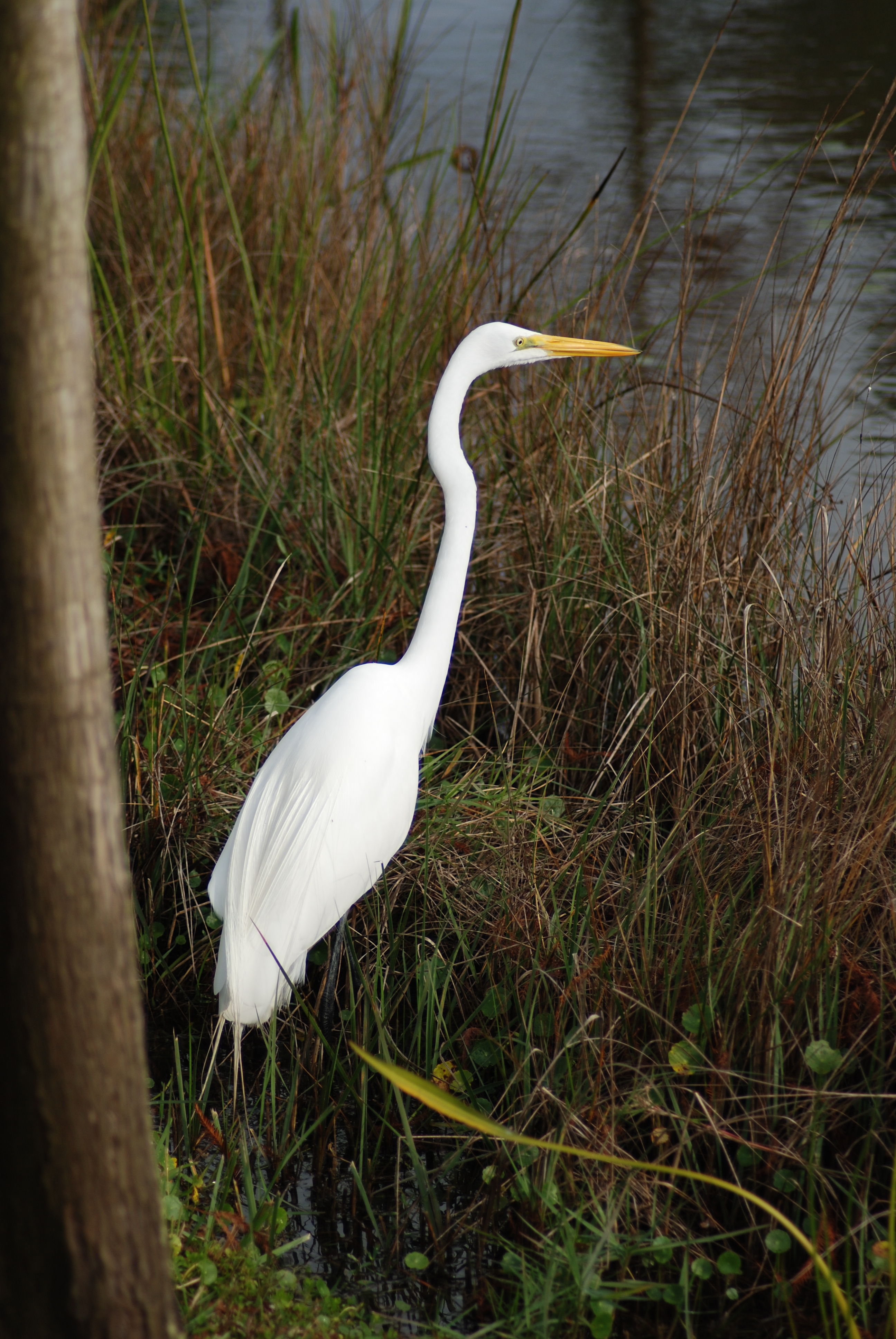 Egrets are everywhere, standing like statues.  Click to enlarge.