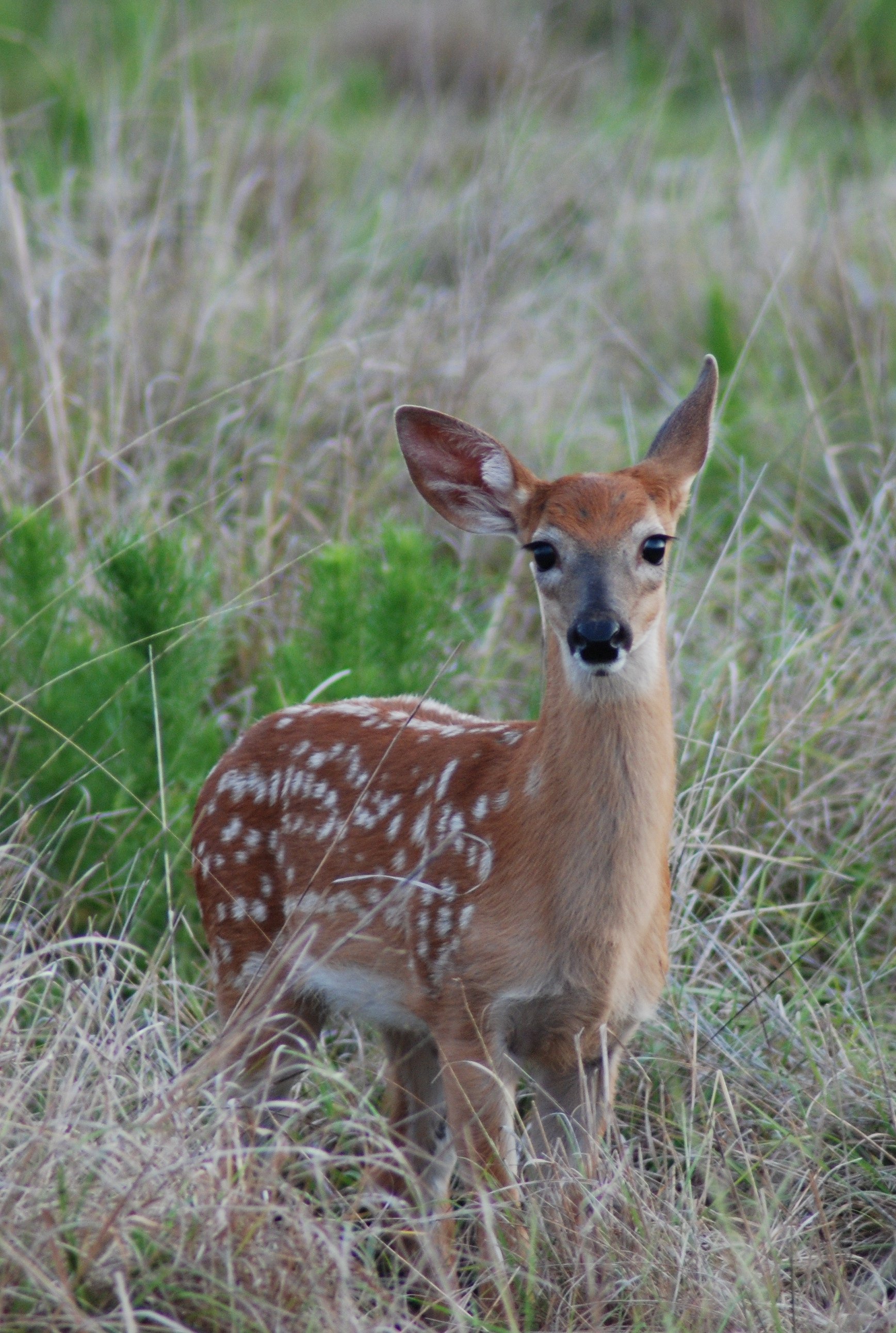 Fawn.jpg