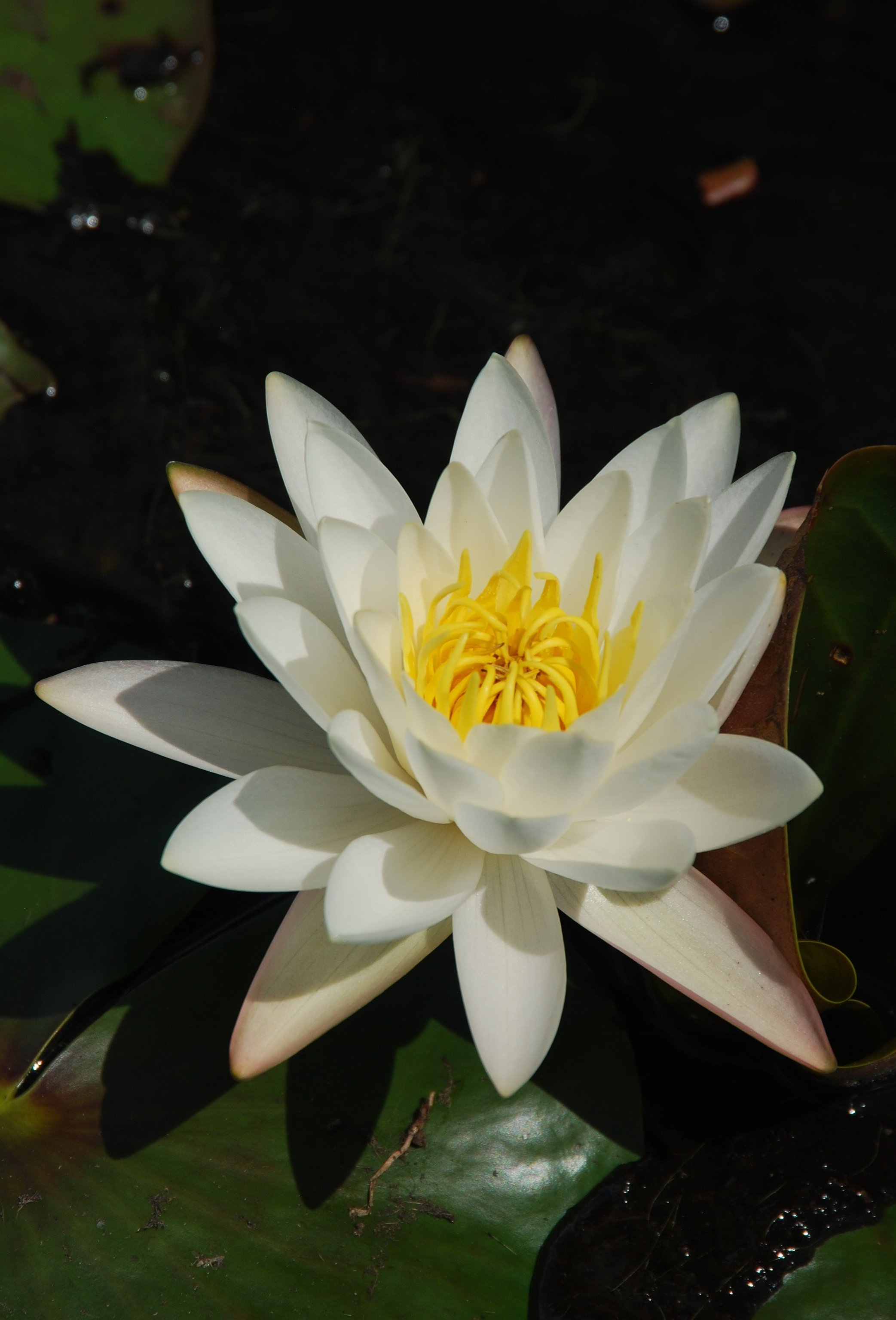 PaulStraussWildflowers/WaterLily99.jpg