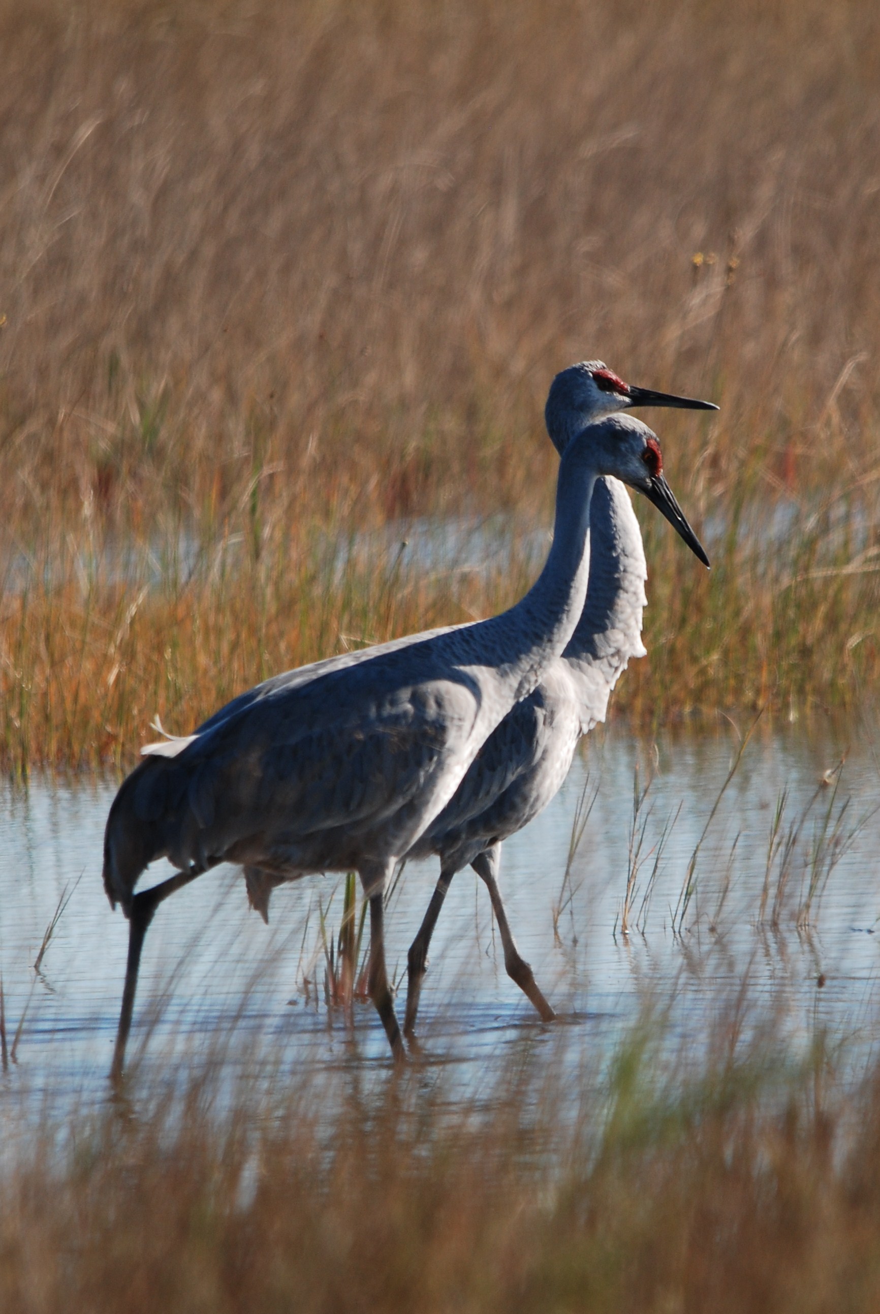 SandhillCranes1.JPG