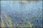 freshwatermarsh_small.jpg